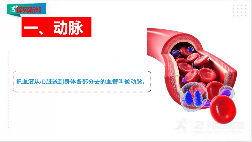 442血流的管道血管課件共30張ppt