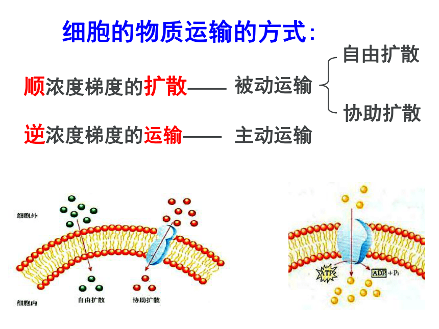 新人教版生物高中必修1第四章第三节：物质跨膜运输的方式(26张PPT)