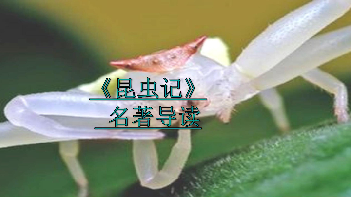课件预览