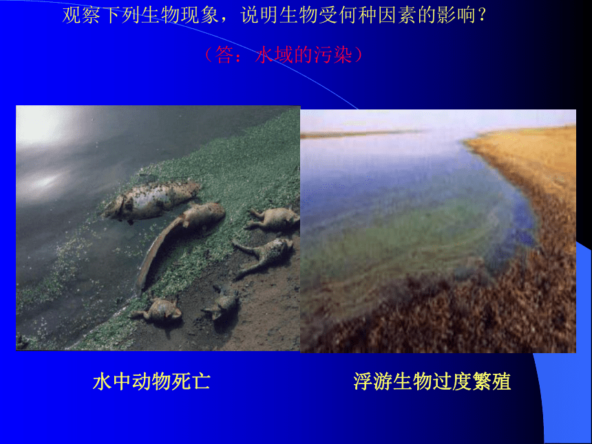 第一章 生命的世界 第二节 生物与环境的相互影响课件 （共99张PPT）