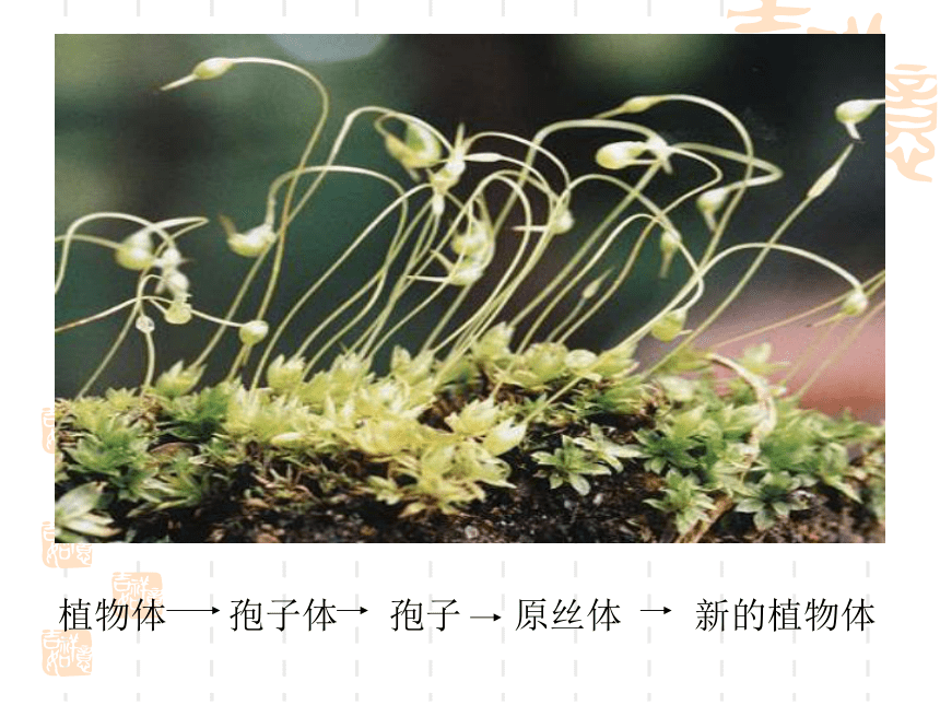 绿色开花植物的生殖--无性生殖课件（48PPT）