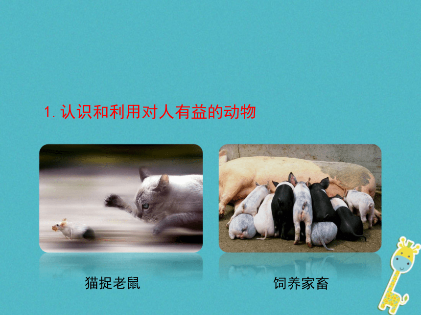 广东省揭阳市八年级生物上册16.3动物行为的研究课件（新版）北师大版