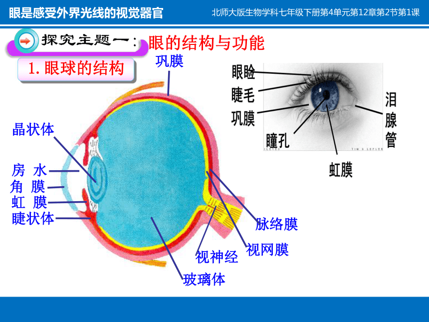 北师大版七下生物第12章第2节一眼是感受外界光线