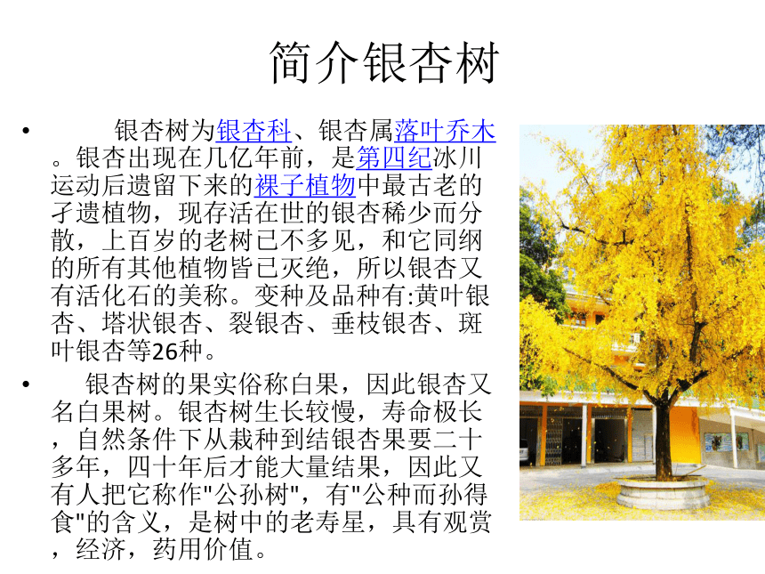 秋木树简介图片