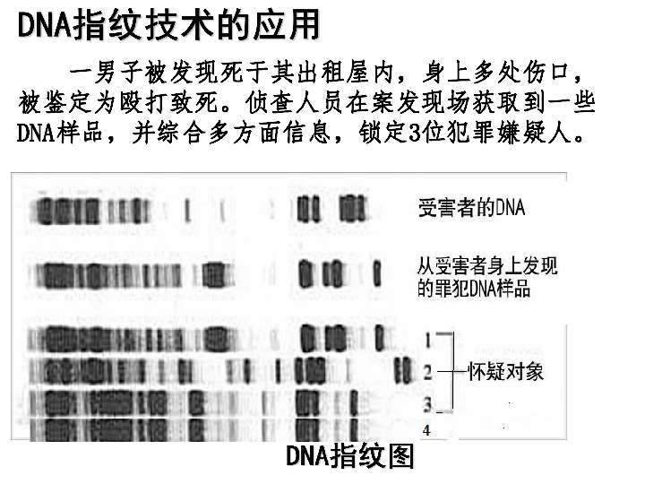 人教版生物高中必修1第三节：遗传信息的携带者---核酸（共31张PPT）