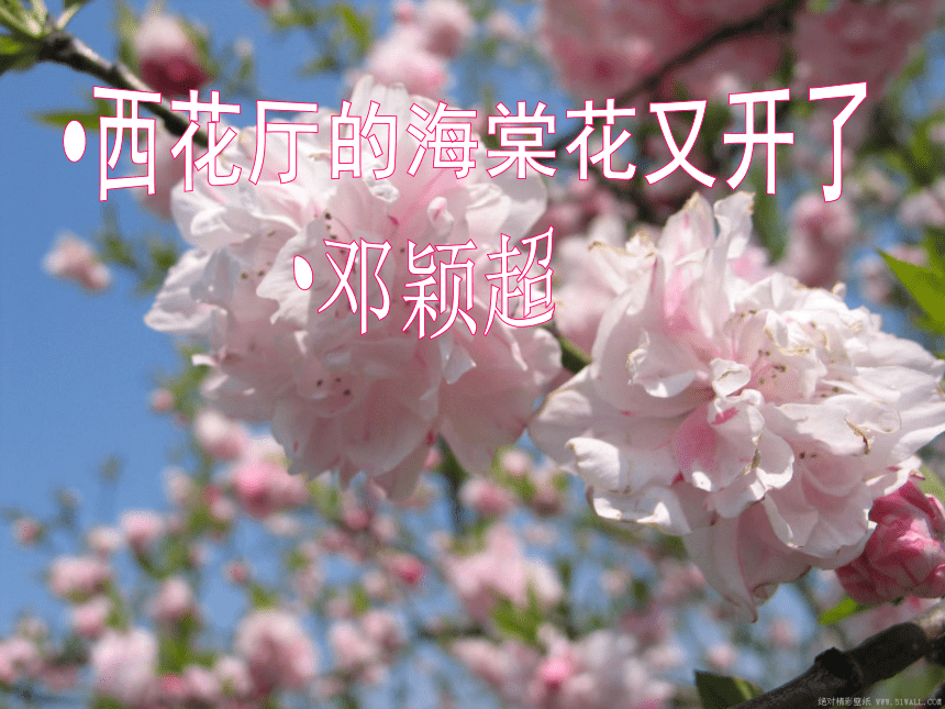2015-2016北京课改版语文八年级下册第五单元课件：第18课《西花厅的海棠花又开了》 （共75张PPT）