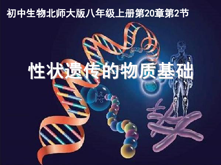 北师大版八年级上册生物  20.2 性状遗传的物质基础 课件(21张PPT)