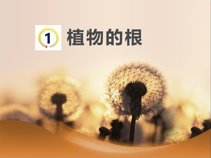 1、《植物的根》课件(共25张PPT)