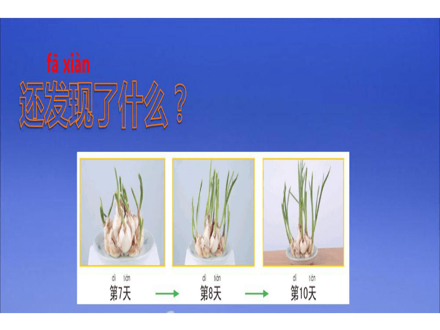 教科版2017秋一年級上冊科學15植物是活的嗎課件17張ppt