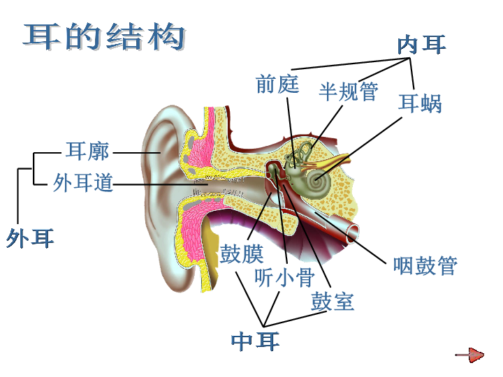 耳软骨结构图图片