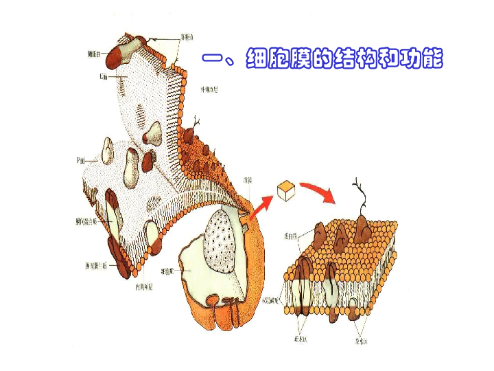 粒體,葉綠體,內質網,核糖體,高爾基體,中心體和液泡)的結構和功能