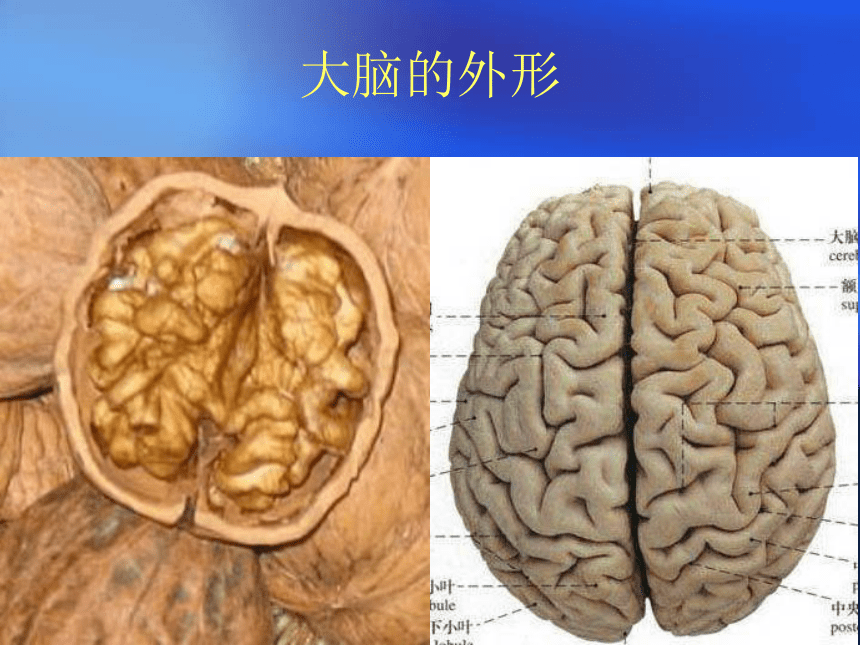 大脑课件PPT下载 苏教版五年级科学下册课件