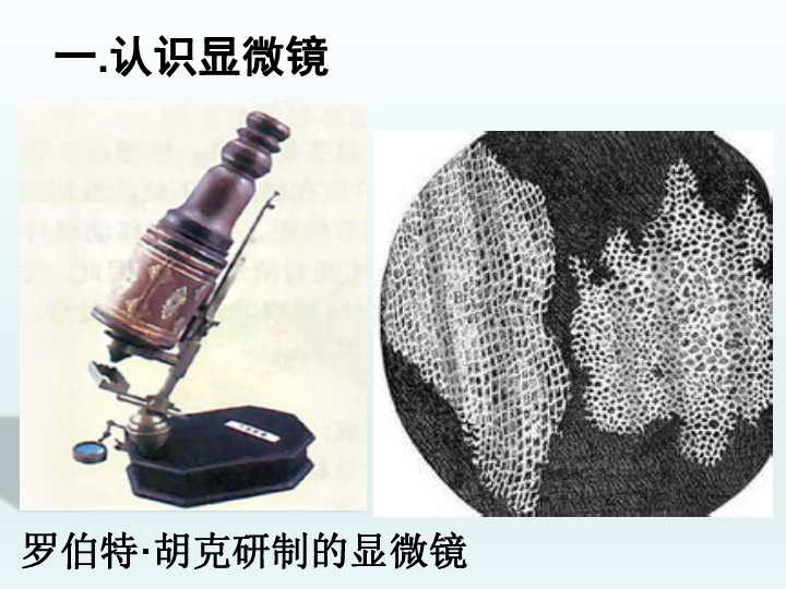 列文虎克的单式显微镜图片