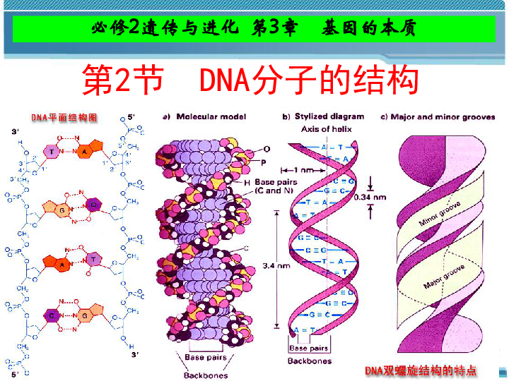 人教版高中生物必修二第三章第二節 dna分子的結構(24張ppt)