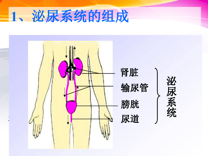 冀教版七下生物 3.2排泄 课件（共47张PPT）