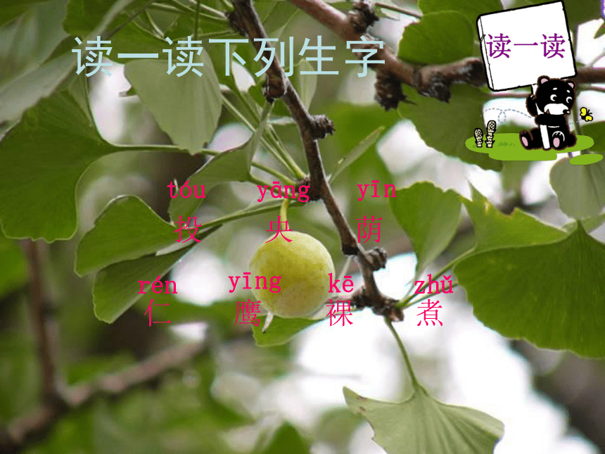 四年级语文上册课件 三棵银杏树 2（西师大版）