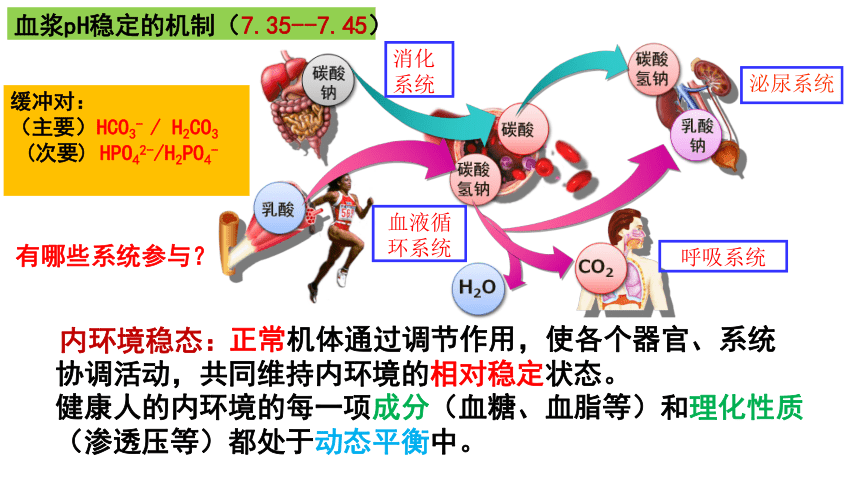 12内环境的稳态课件共16张ppt