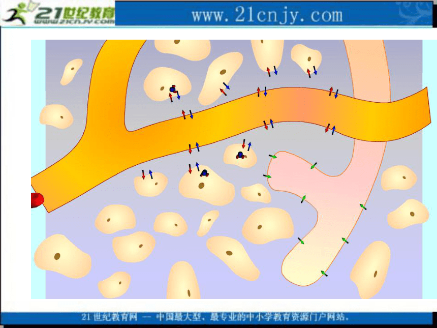 生物：2.1《内环境与稳态》课件（1）（浙科版必修3）