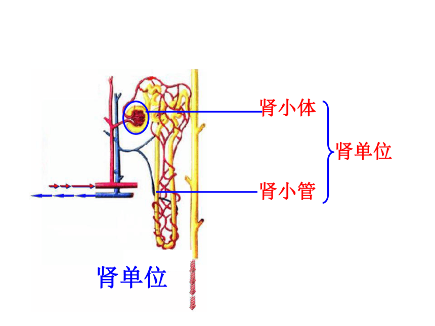 第一节 尿的形成与排出