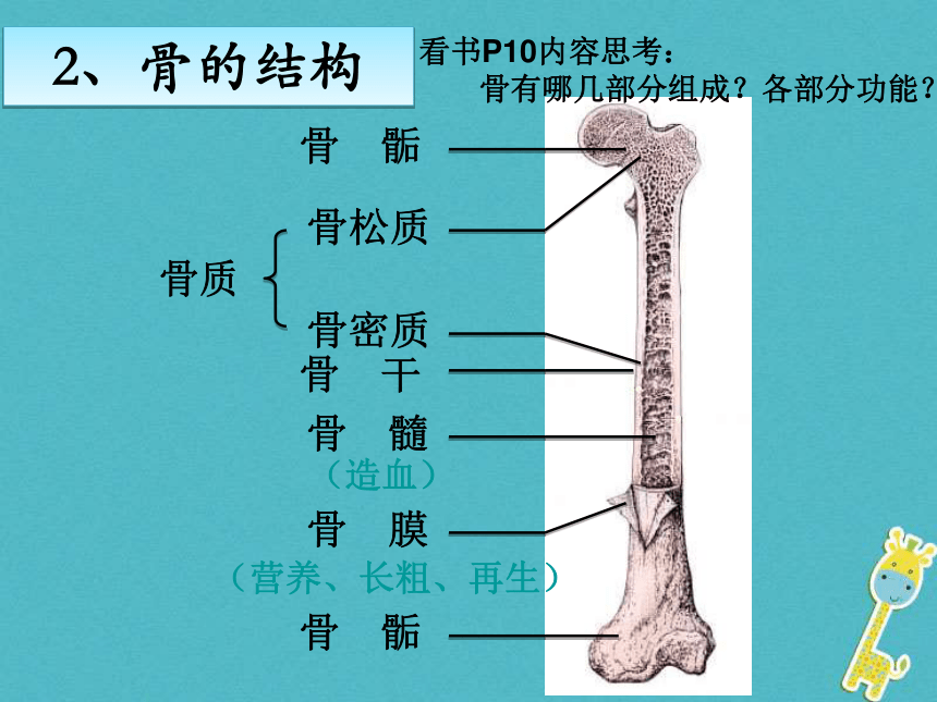 动物运动的形成课件44张ppt