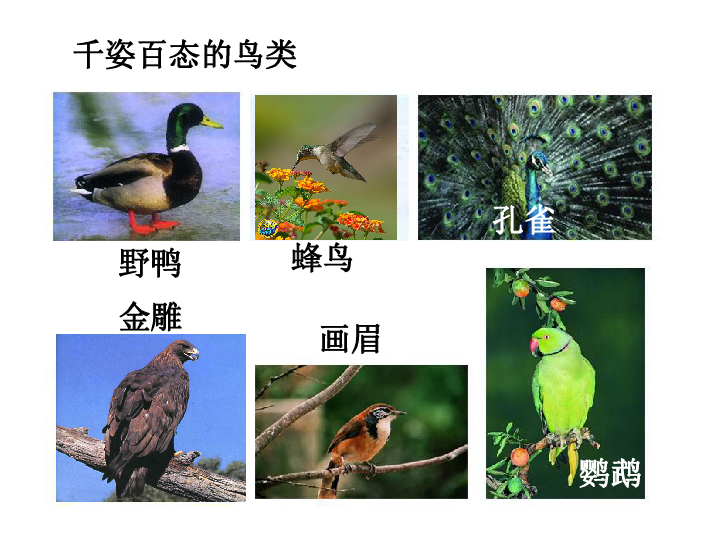 苏科版七下生物 12.1 鸟类 课件(43张PPT)