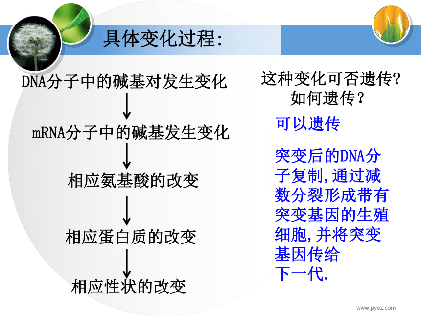 基因突变和基因重组[下学期]