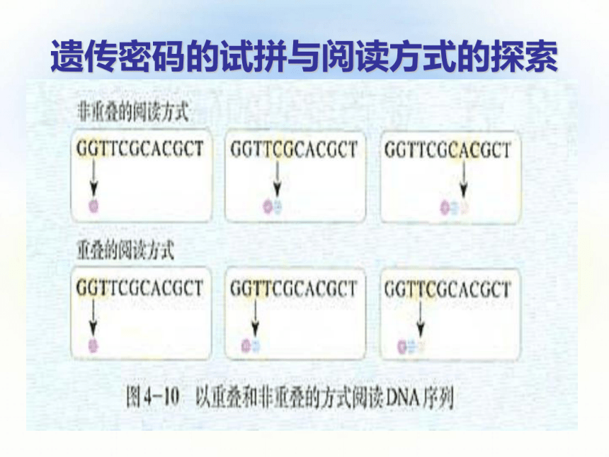 2016年秋  备课参考  人教版生物  必修2  4.3 遗传密码的破译 （共37张PPT）