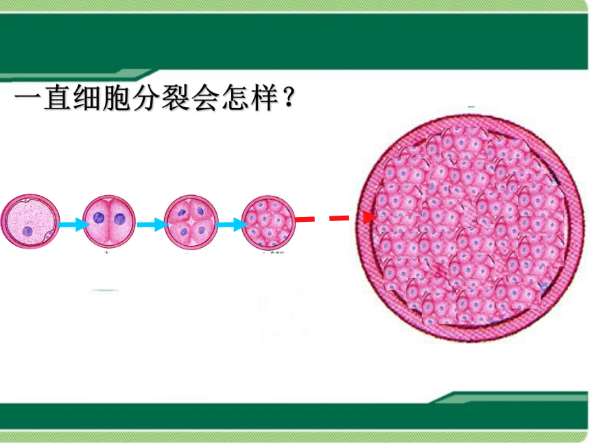 第三节细胞分裂与分化课件26张ppt