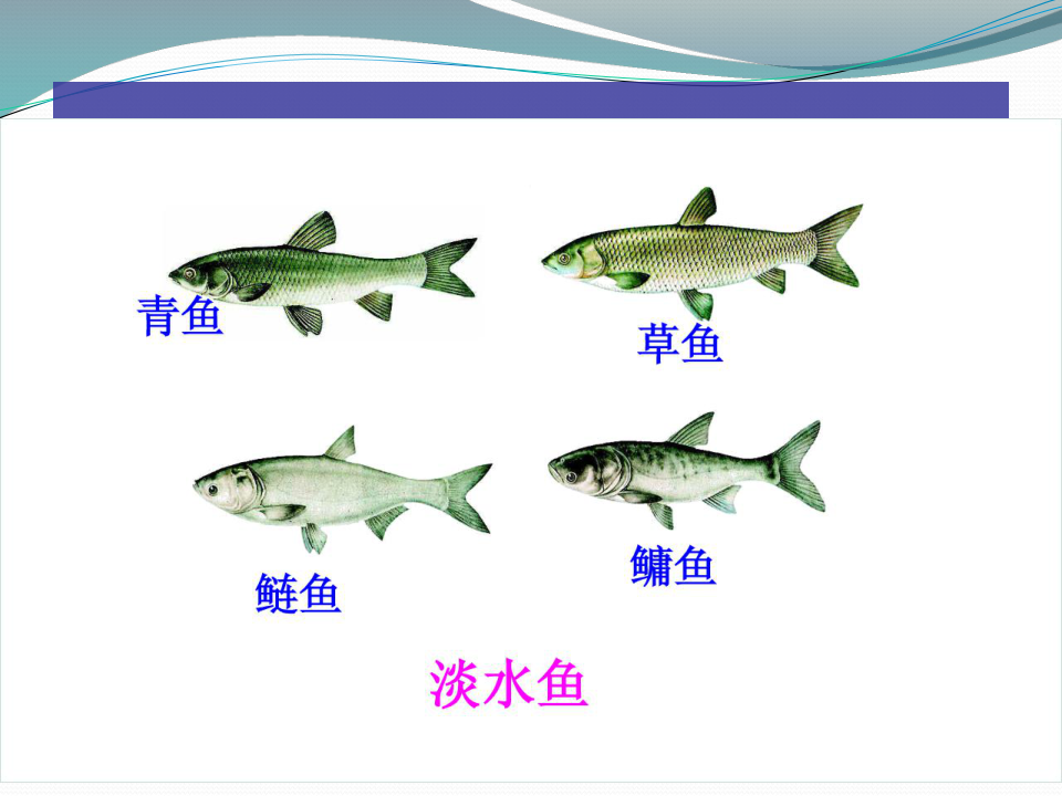 八年级生物上册人教版第五单元 生物圈中的其他生物 1．4鱼 课件（共19张PPT）