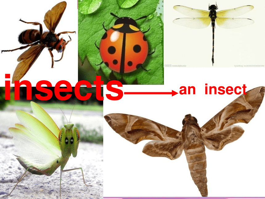 Lesson 2 What’s an insect! 课件