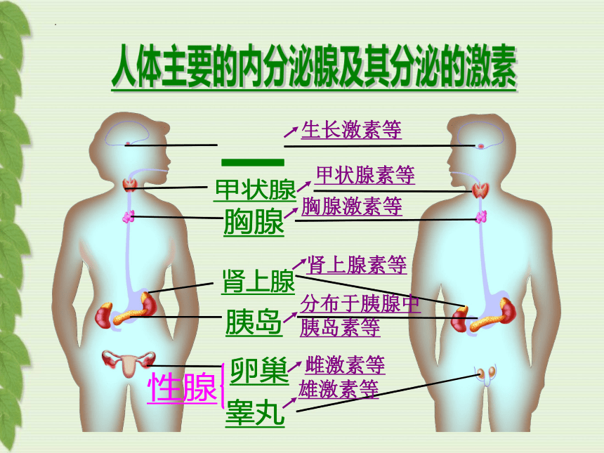 163人体的激素调节课件共30张ppt