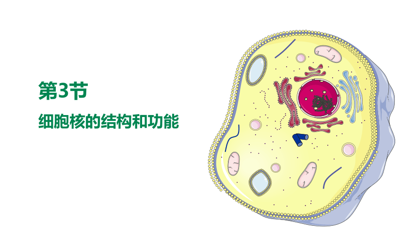 细胞核概念图图片