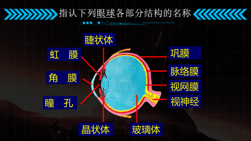 冀教版七年级下册生物41信息的获取课件26张ppt