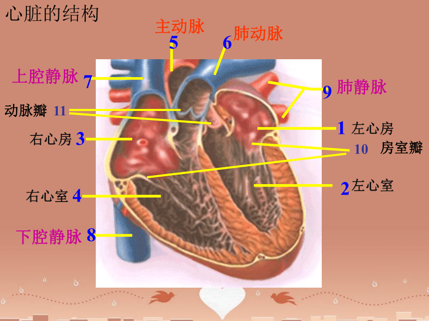 心脏流入道流出道图解图片