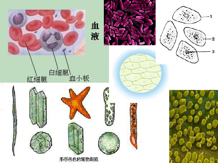 高中生物人教版必修一1．2细胞的多样性和统一性（46张PPT）