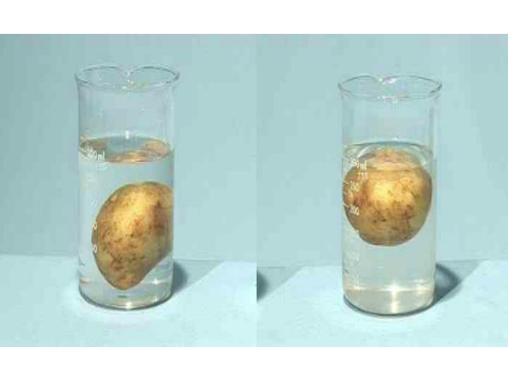 五年级下册科学课件-1.7 马铃薯在液体中的沉浮｜教科版 (共15张PPT)