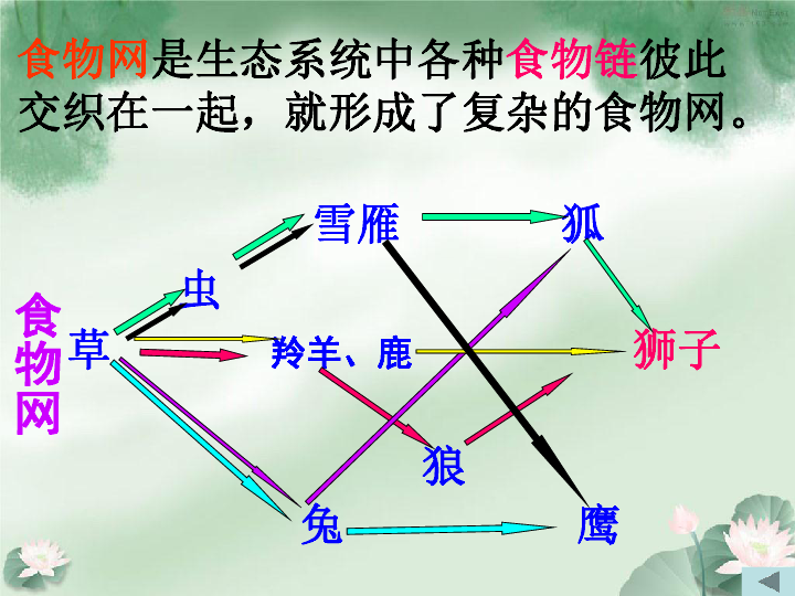 第二節 食物鏈和食物網下載-生物-21世紀教育網