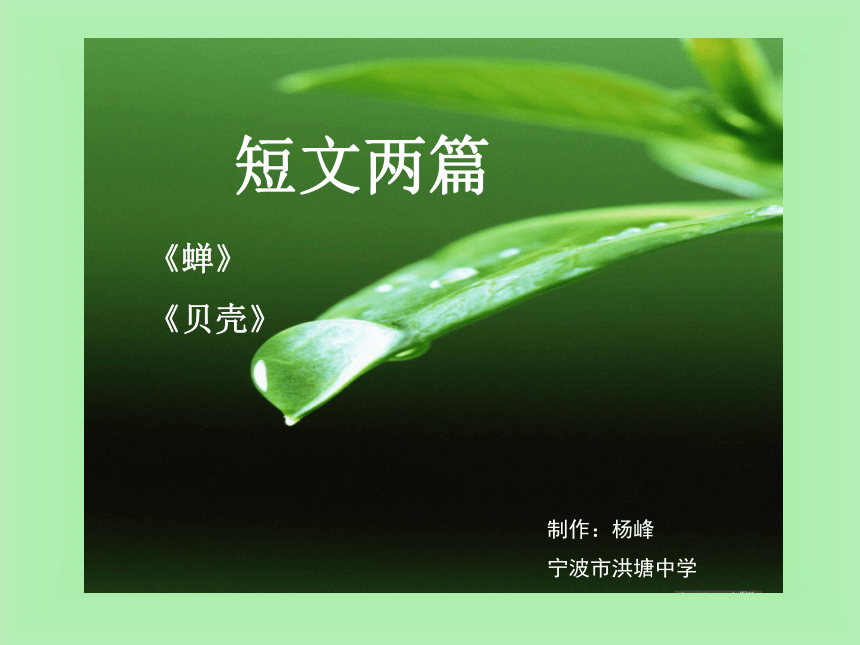 短文两篇（蝉、贝壳）