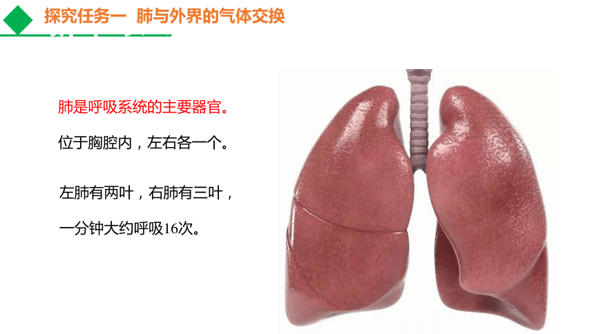 432發生在肺內的氣體交換七下生物最新優質課件共25張ppt