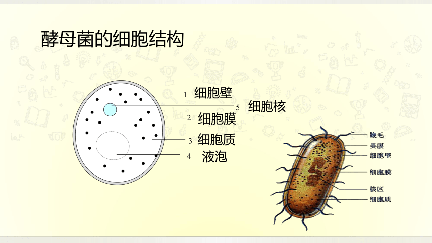 酵母菌有细胞核吗图片