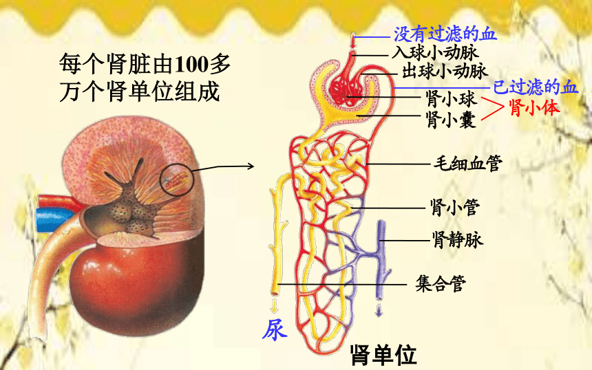 北师大版生物学七年级下册第11章人体代谢废物的排出