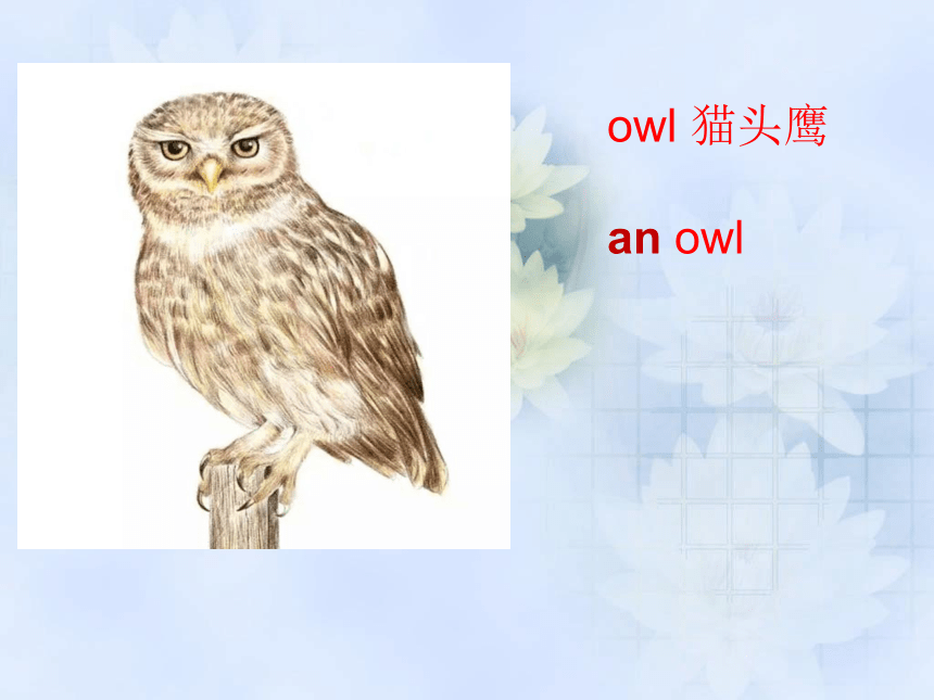 Unit 2 Animals and science  Lesson 10 课件