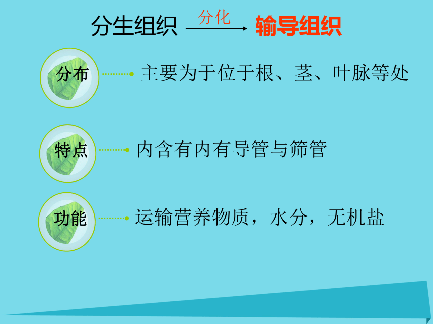 2017六年级科学上册第一章第5课植物体各部分的关系课件新人教版