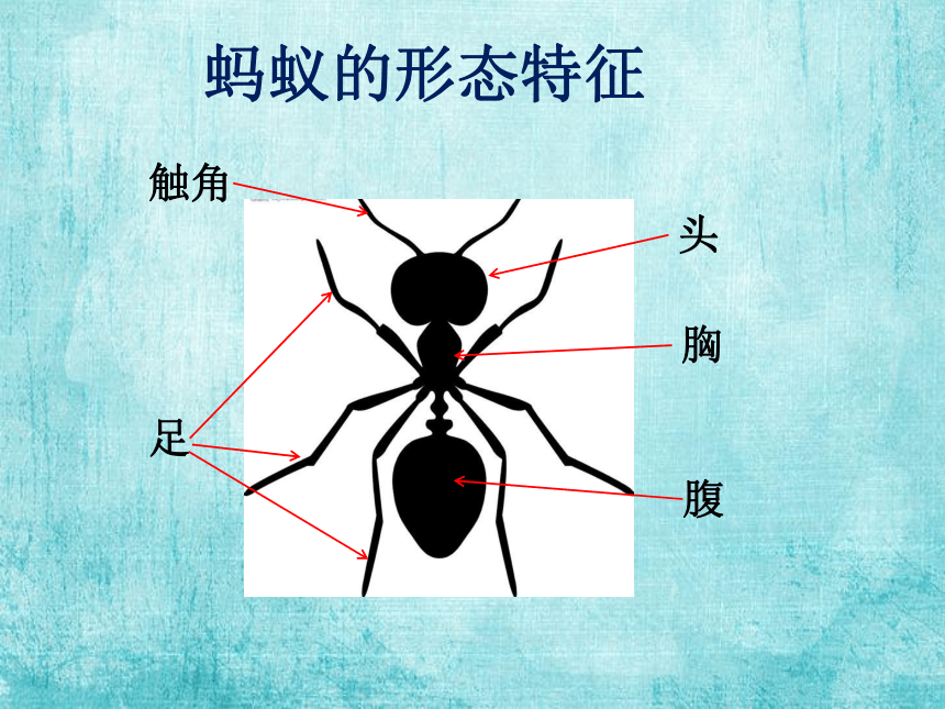 沪教版2015一年级下册科学课件2各种各样的动物生活中的蚂蚁课件11ppt