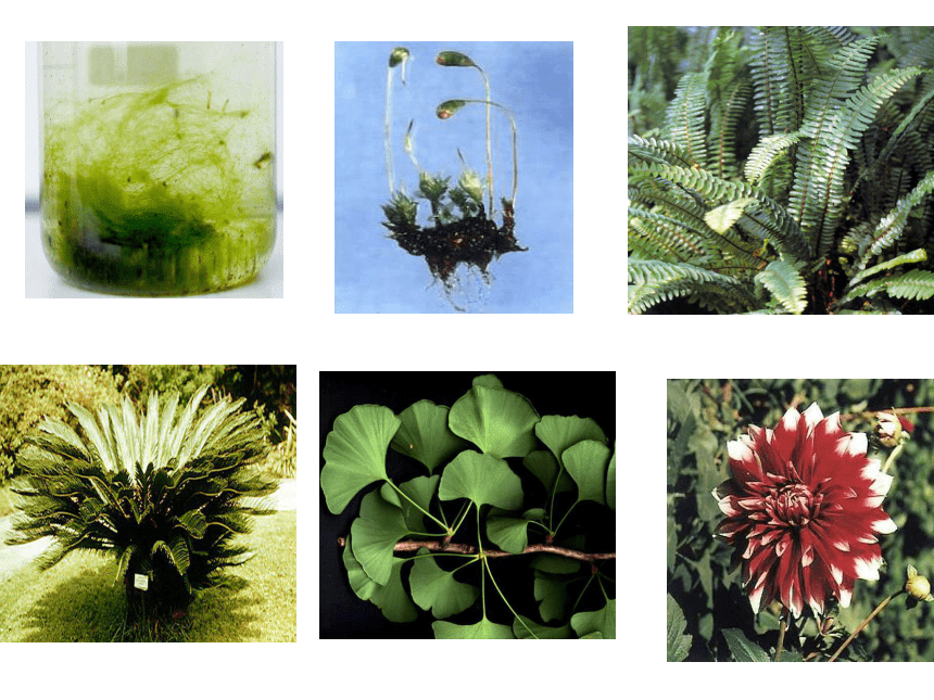 藻类植物 课件 （共24张PPT）