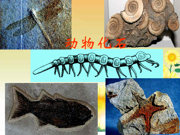 济南社八年级下册生物  5.1.3生物进化的历程 课件(28张PPT)