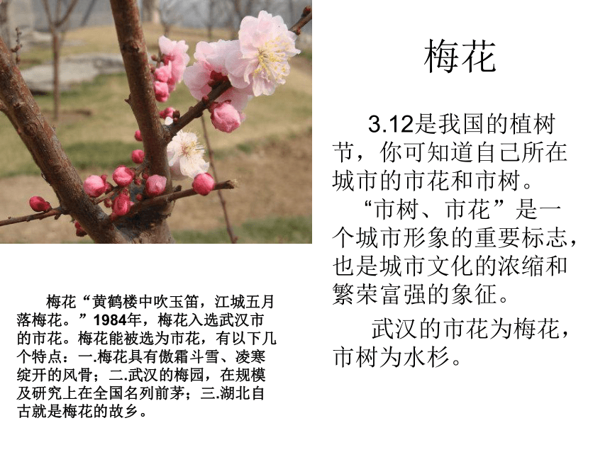 2.3北京的市树和市花