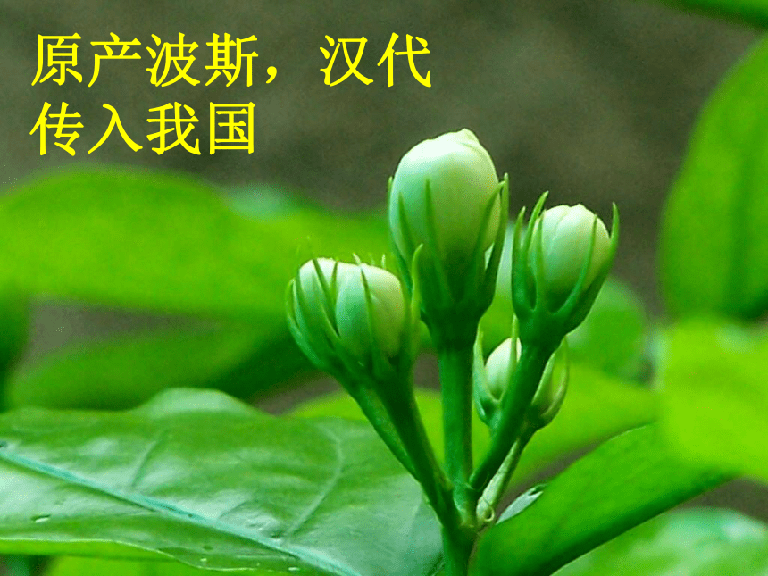 三年级语文上册 茉莉花 4课件 沪教版