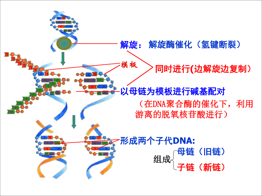 高中生物人教版必修二第三章第3节 DNA的复制 课件（35张PPT）