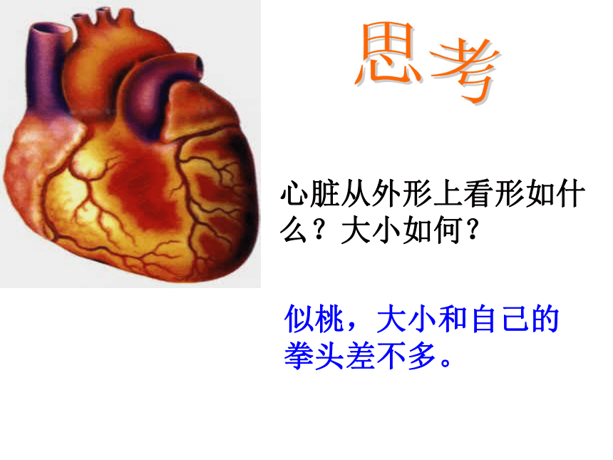 人教版生物七年级下册 4.4.3 输送血液的泵——心脏 课件 （30张PPT）